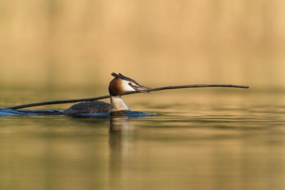 Materialtransport für den Nestbau