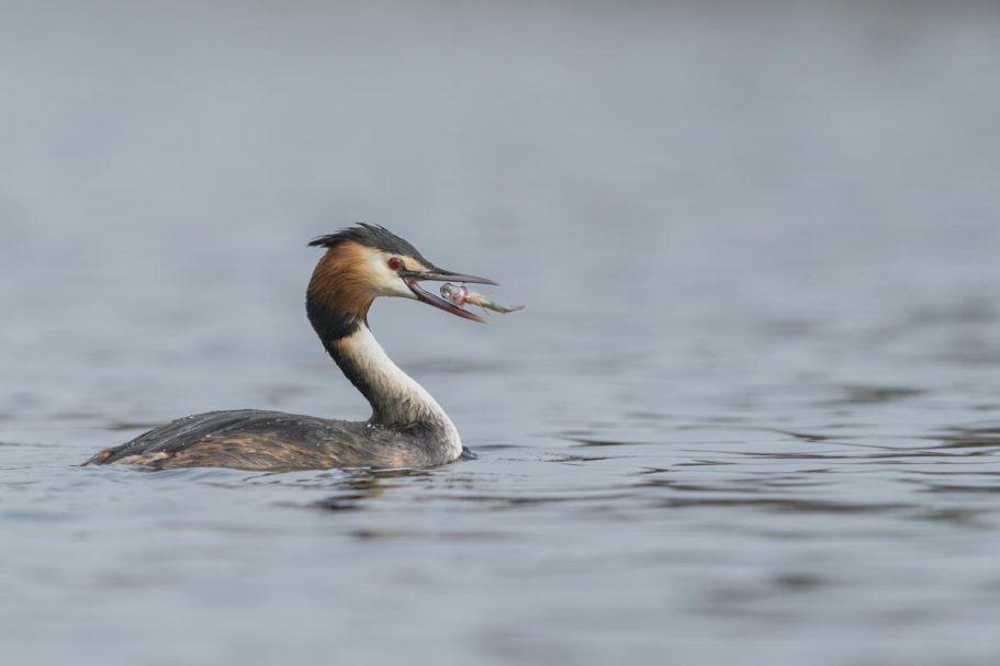 Haubentaucher mit Beute