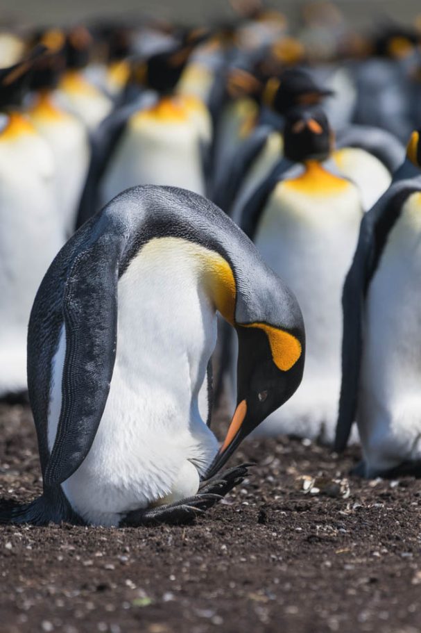 Königspinguin mit Ei