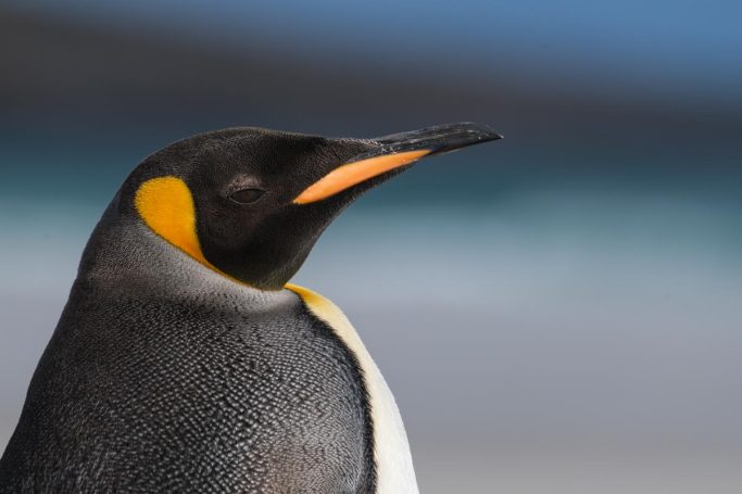 Königspinguin Portrait