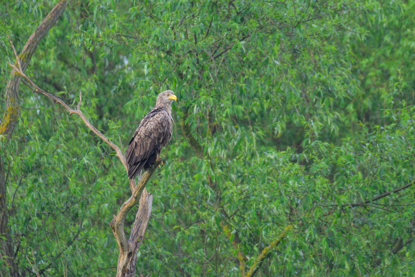 Seeadler