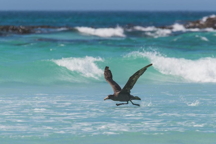 startender Riesensturmvogel