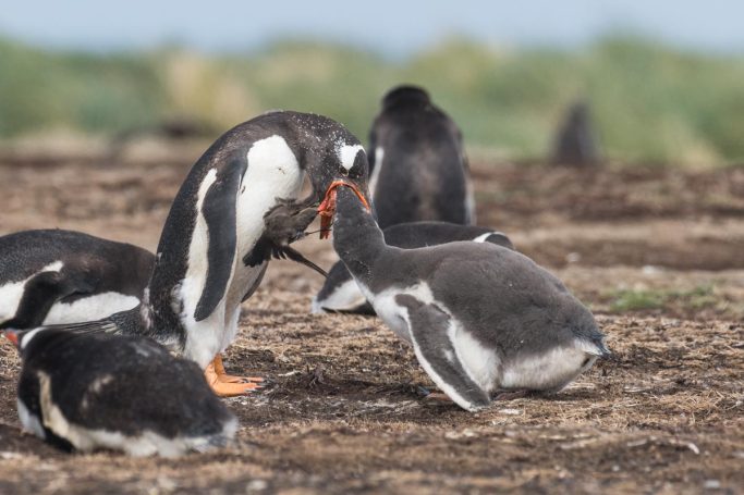 Mund- bzw. Schnabelraub.