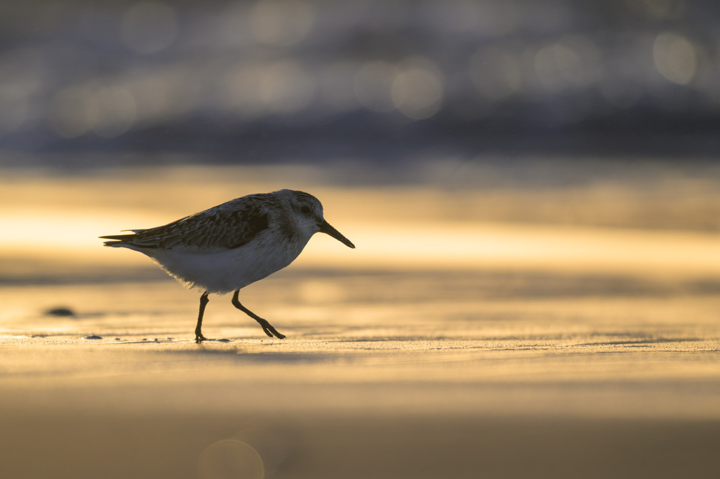 Sanderling im Gegenlicht