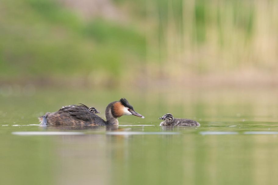 Übergabe einer Feder