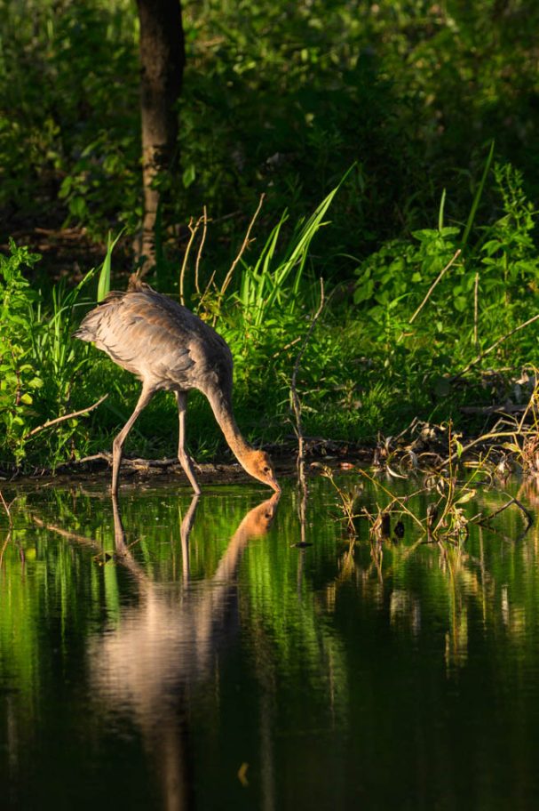 trinkender Jungkranich