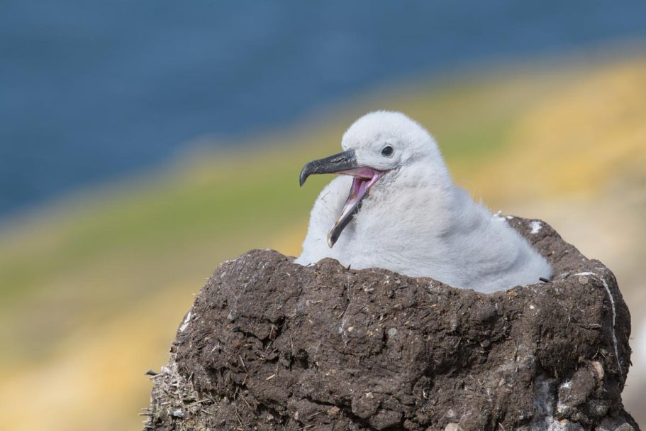 gähnendes Schwarzbrauenalbatross Küken