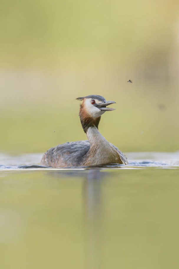 Haubentaucher auf Eintagsfliegen-Jagd