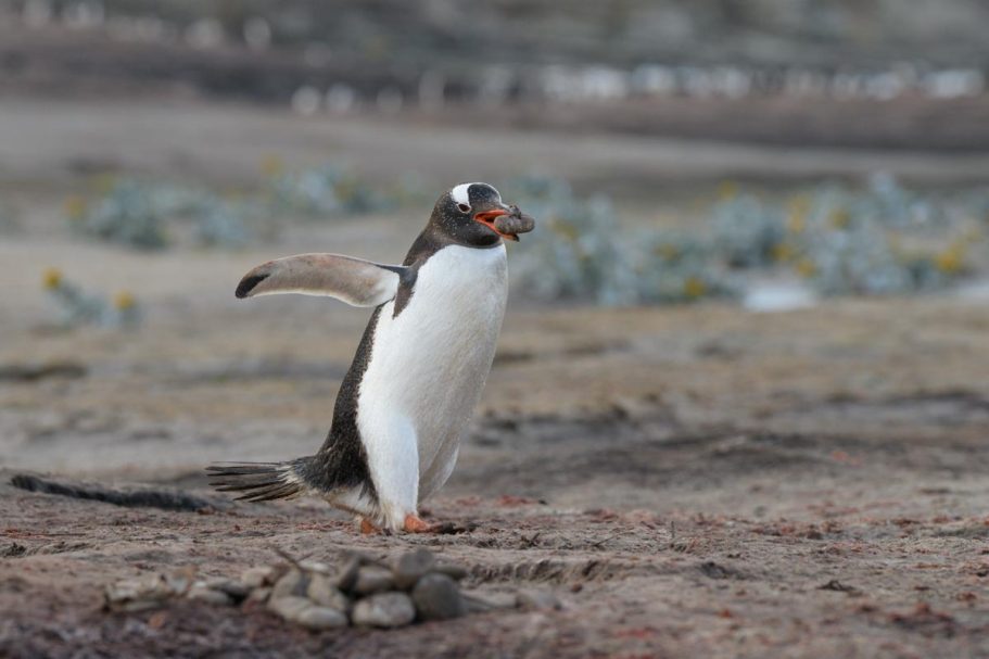 Eselspinguin mit Nistmaterial