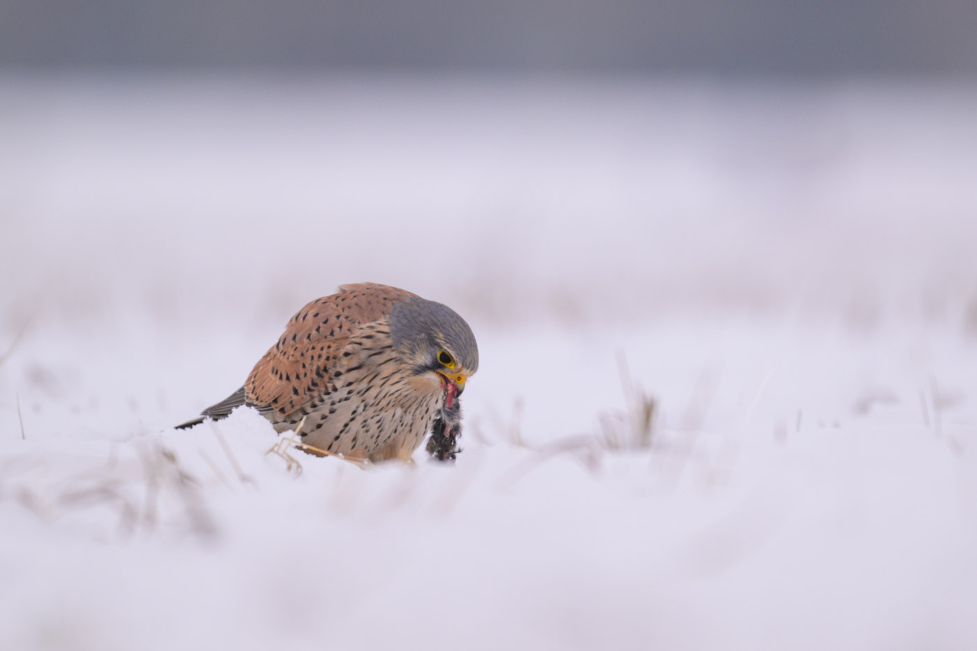 Turmfalke am Boden mit Beute