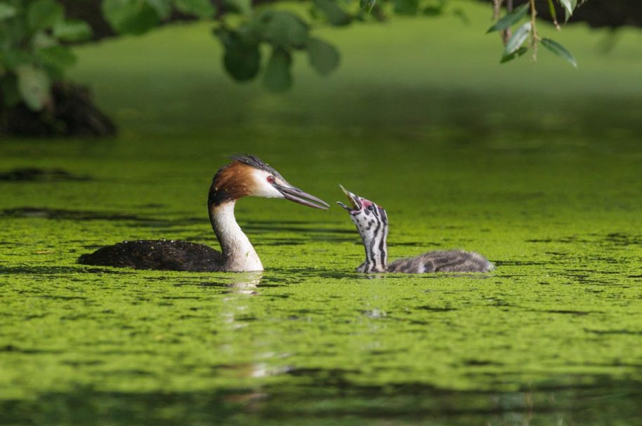 Haubentaucher bei der Fütterung