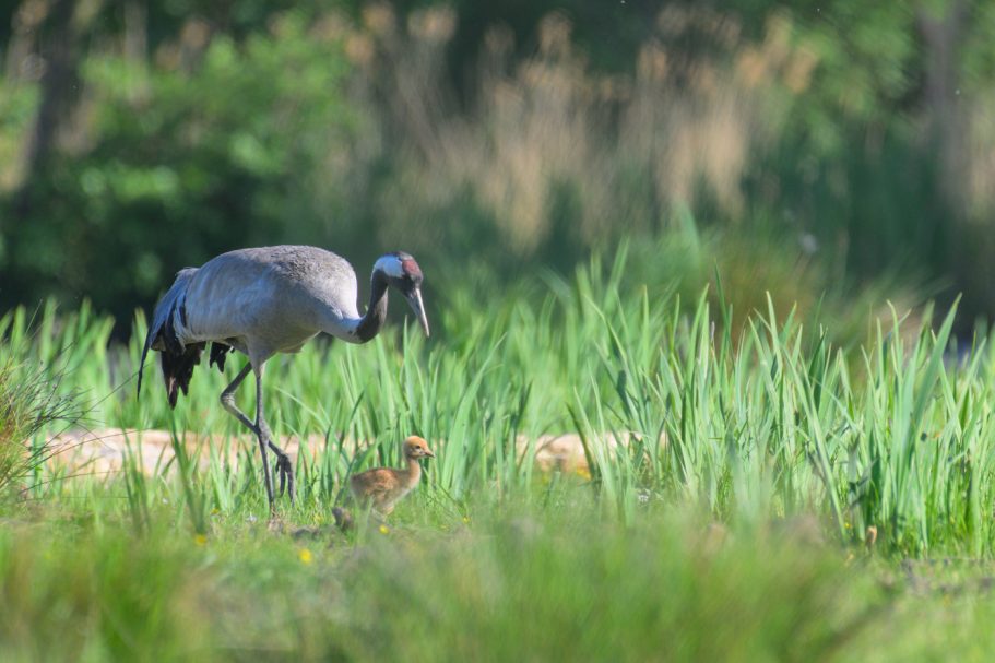 Graukranich mit Küken