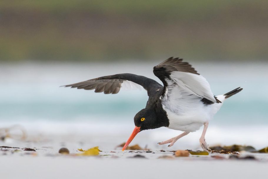 Magellanausternfischer