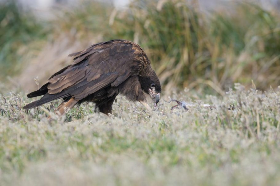 fressender Falkland-Karakara