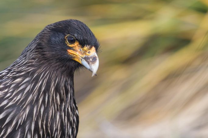 Falkland-Karakara Portrait