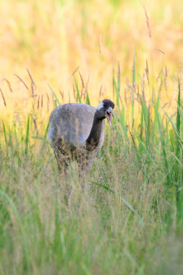 Graukranich frisst Grassamen