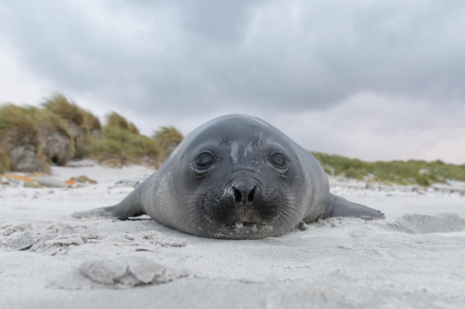 juveniler südlicher Seeelefant