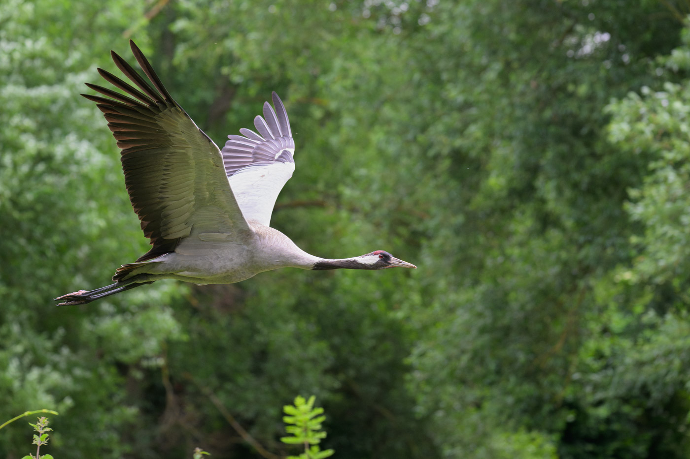 Fliegender Graukranich