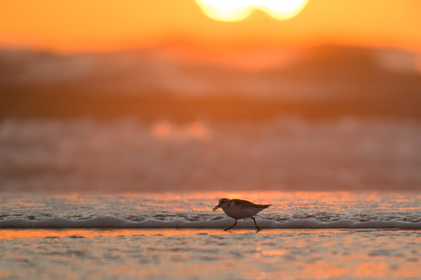 Sanderling im Licht der untergehenden Sonne