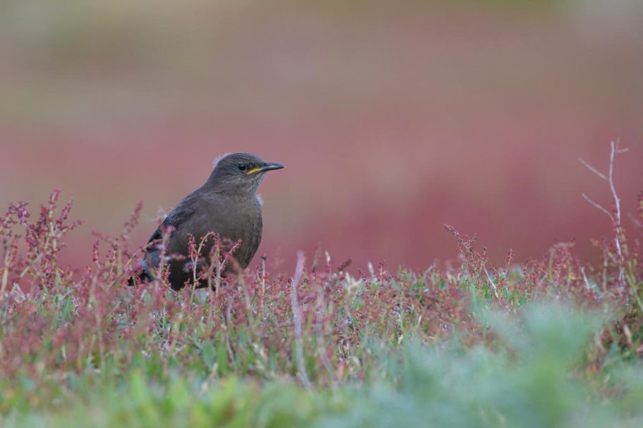 junger Falkland-Uferwipper