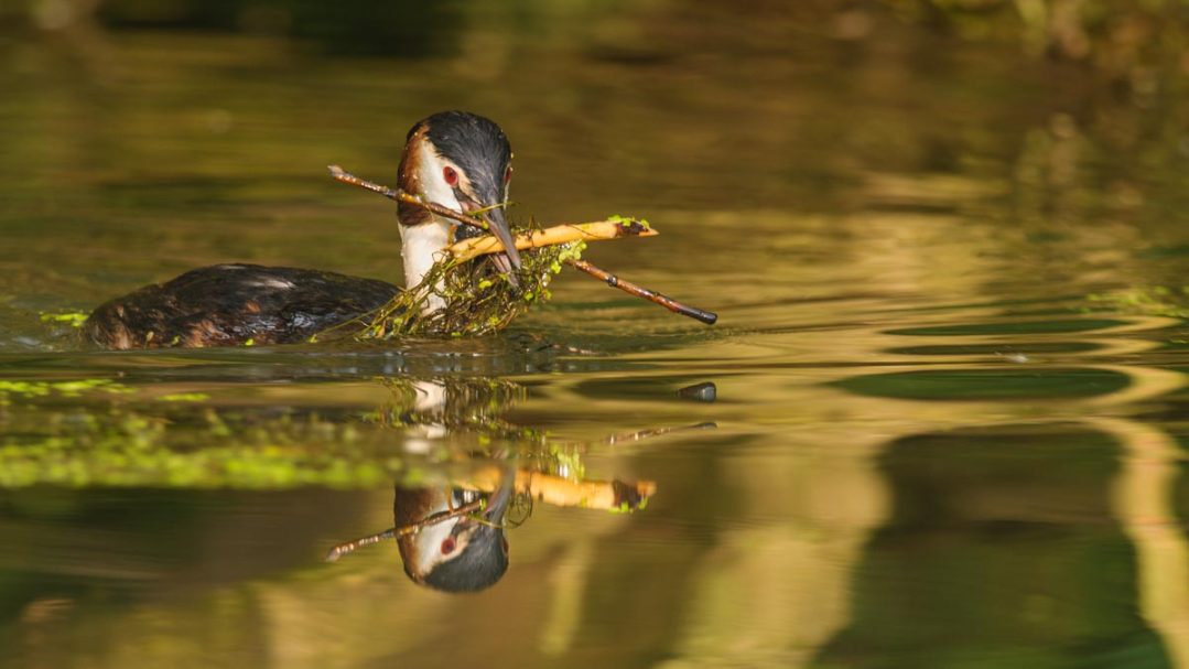 Materialtransport für den Nestbau