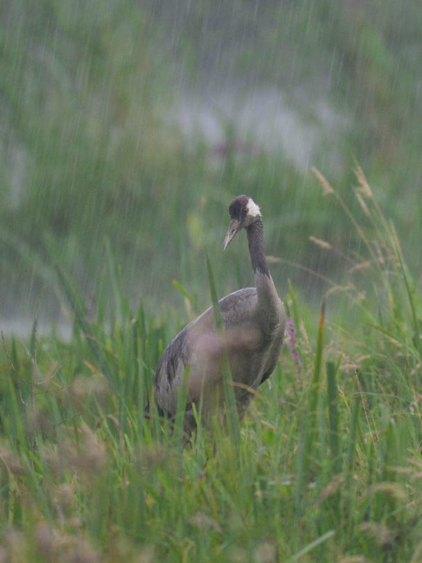 Graukranich im Regen
