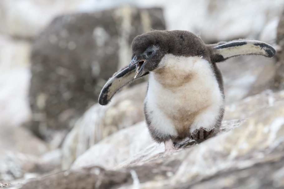 rufendes Felsenpinguin Küken