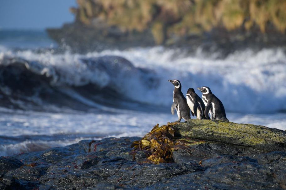 Magellanpinguine am Strand