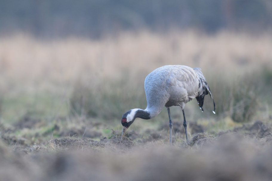 nach Nahrung suchender Kranich