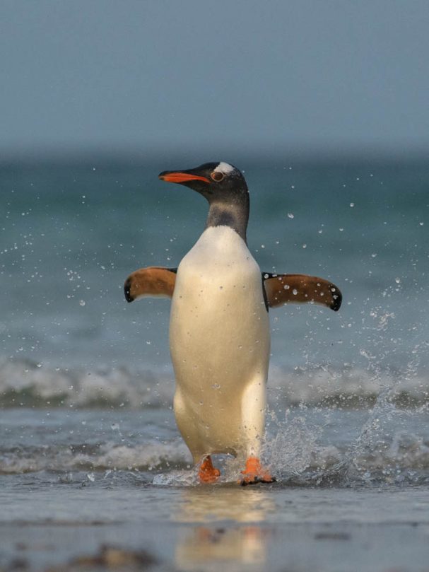 rückkehrender Eselpinguin im Abendlicht