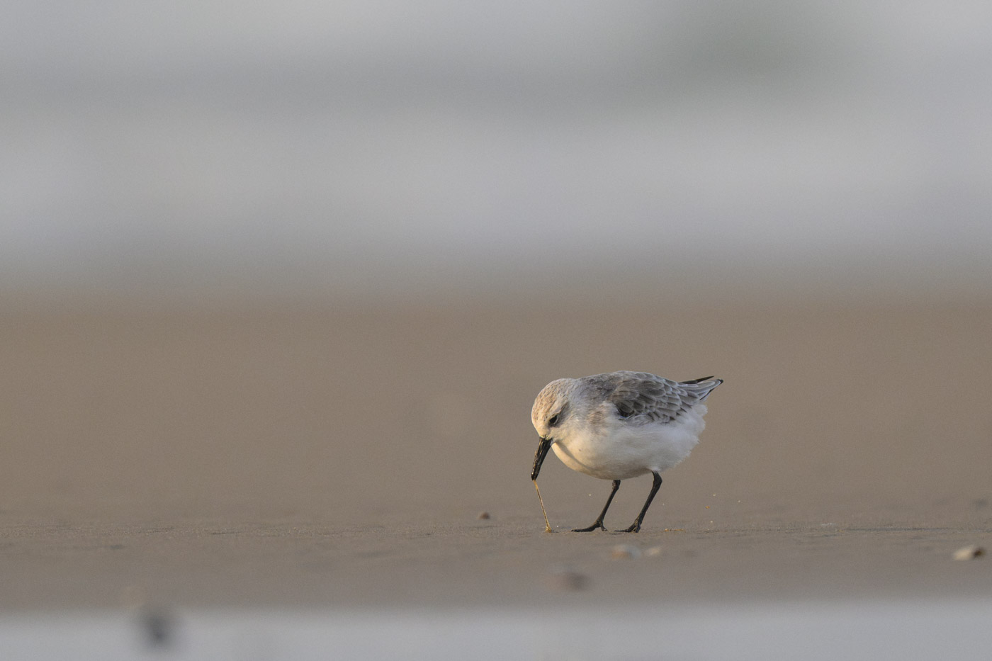 "Kampf der Giganten" - Sanderling zieht einen Wurm aus dem Sand