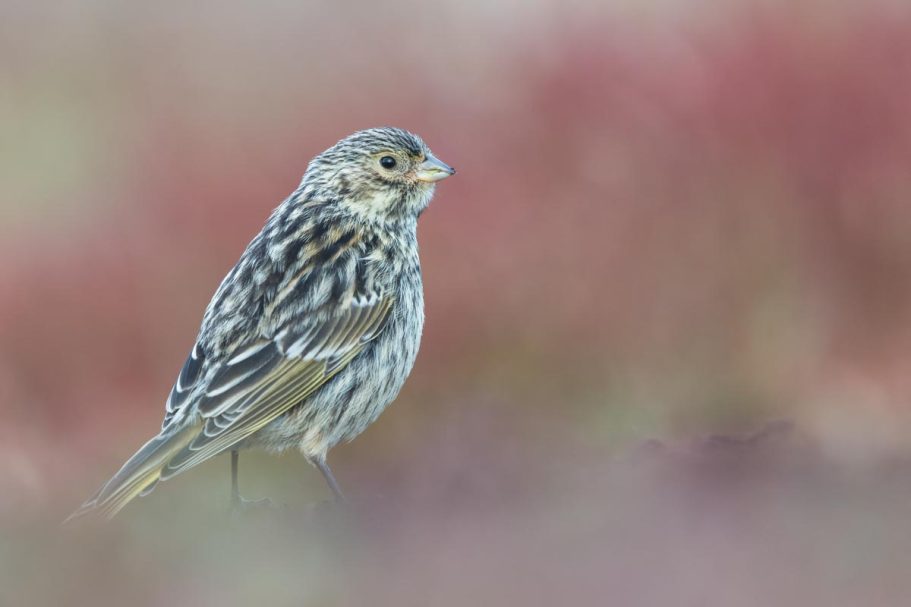 weibliche Weißbart-Ammertangare