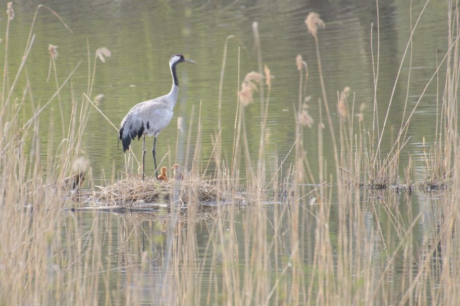 Graukranich mit Jungvögeln im Nest