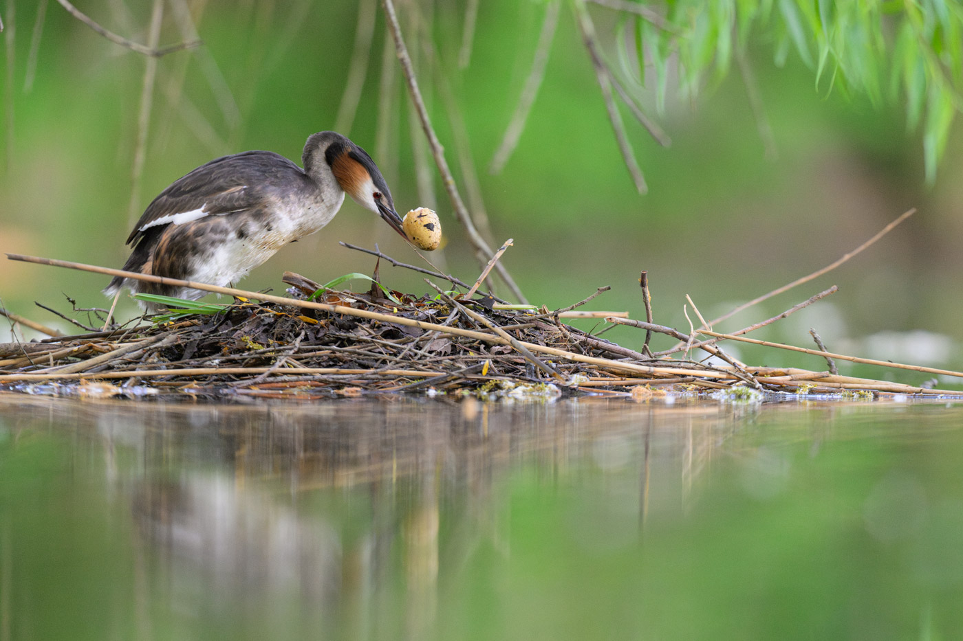 Aufräumarbeiten - die Eierschale muss aus dem Nest