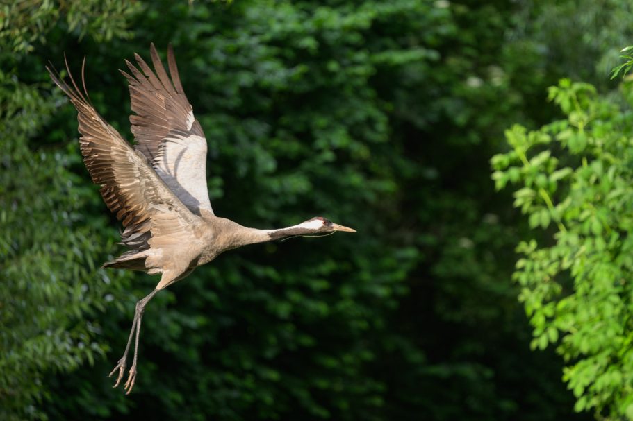 fliegender Graukranich