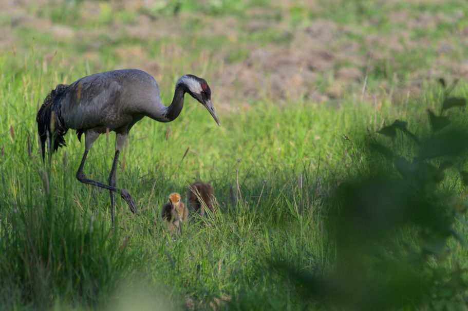 Graukranich mit Küken