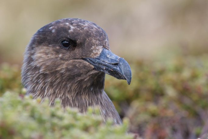 Falkland-Skua Portrait