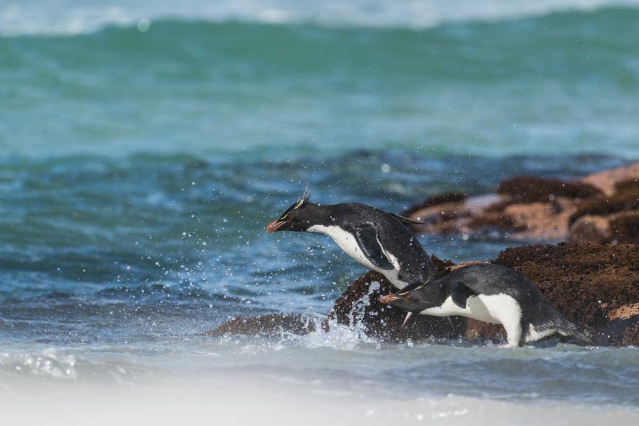 ins Wasser springende Felsenpinguine