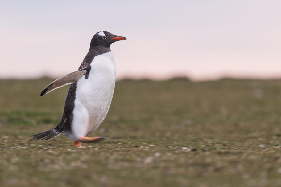 wandernder Eselspinguin