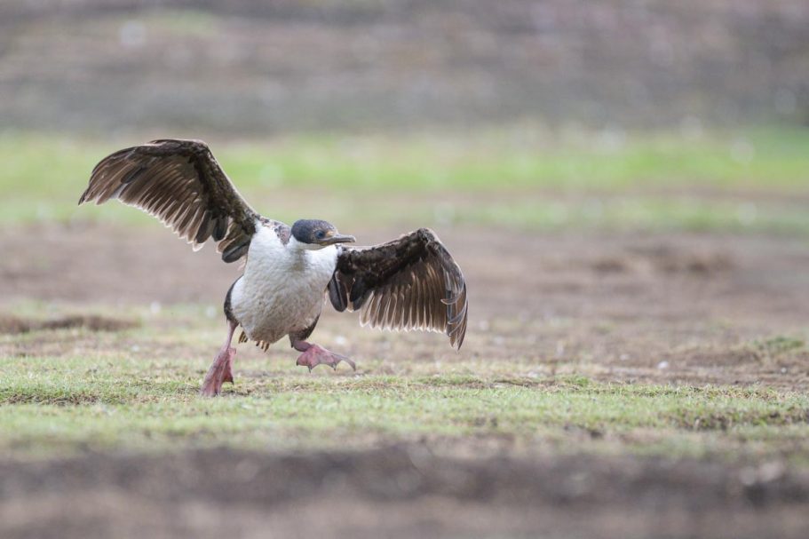 startender Königskormoran