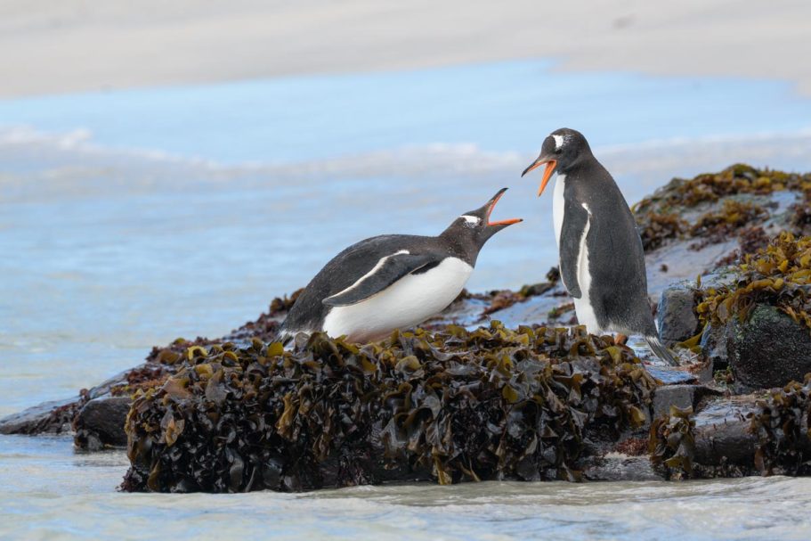 Meinungsverschiedenheit zwischen Eselspinguinen