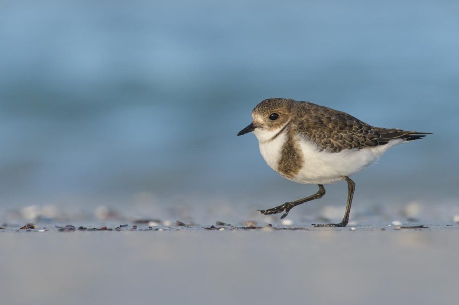 Falkland-Regenpfeifer