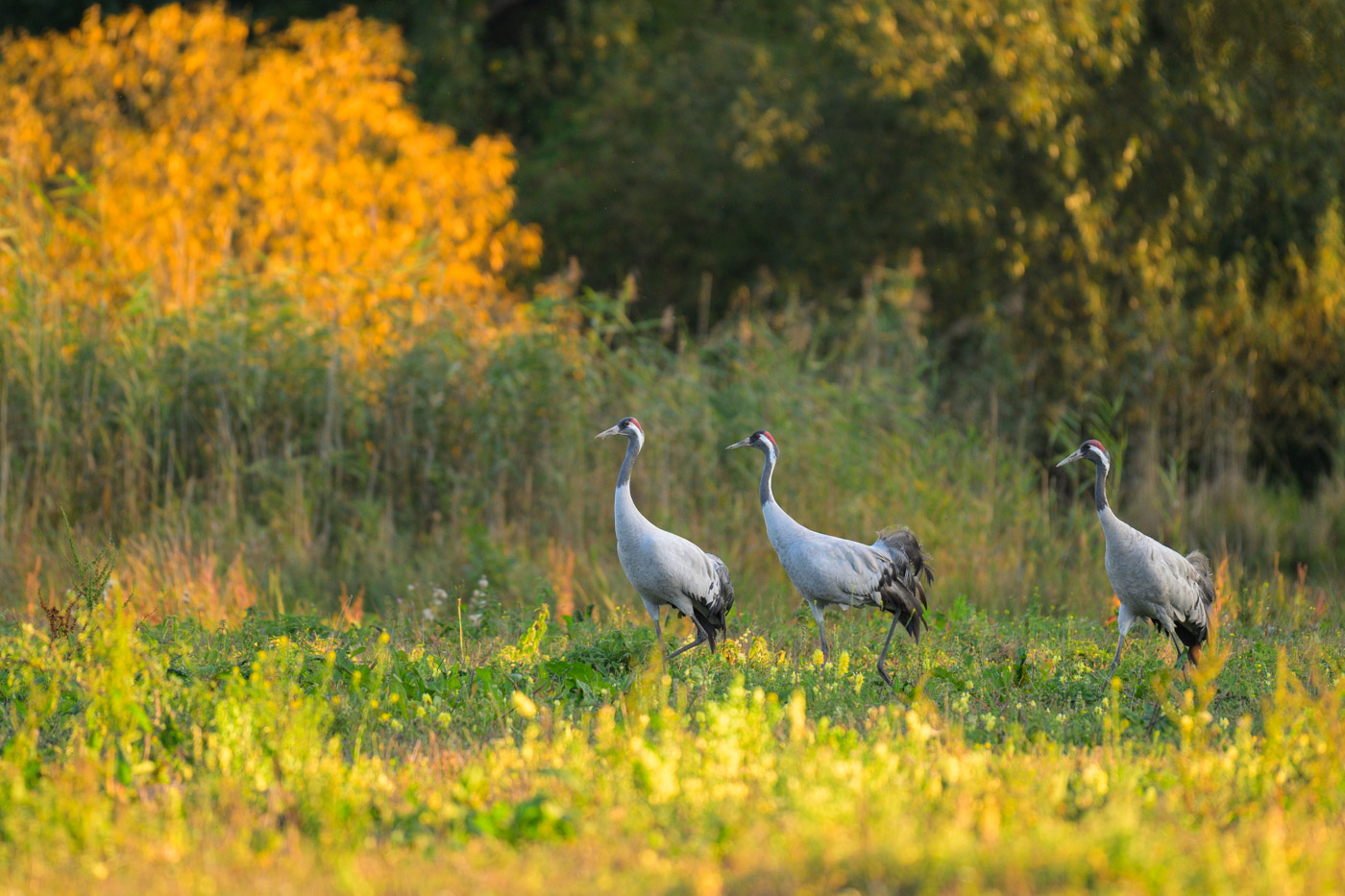 Kraniche im Herbst