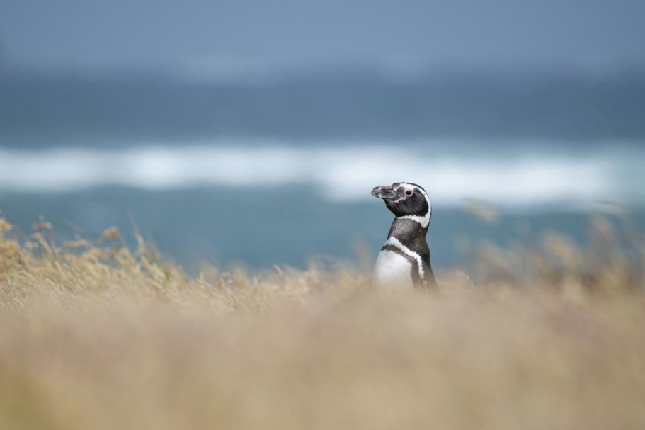 rückkehrender Magellanpinguin