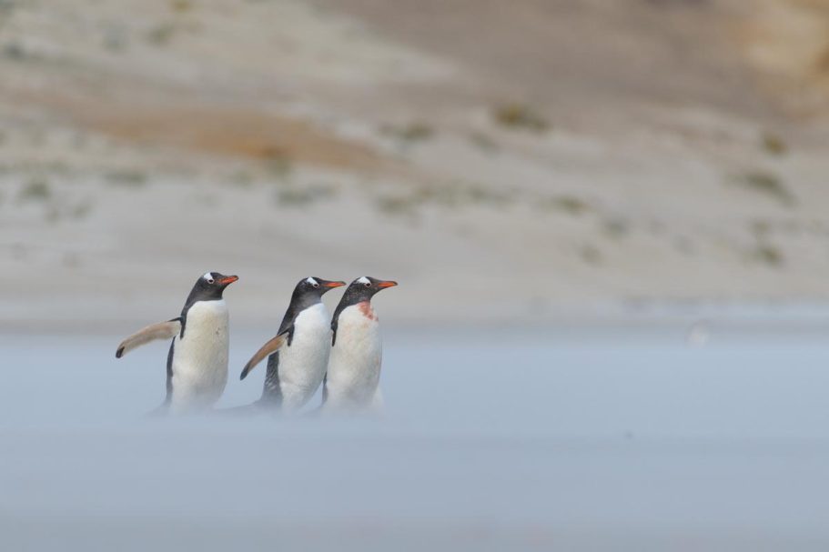 Eselspinguine im Sandsturm am Strand