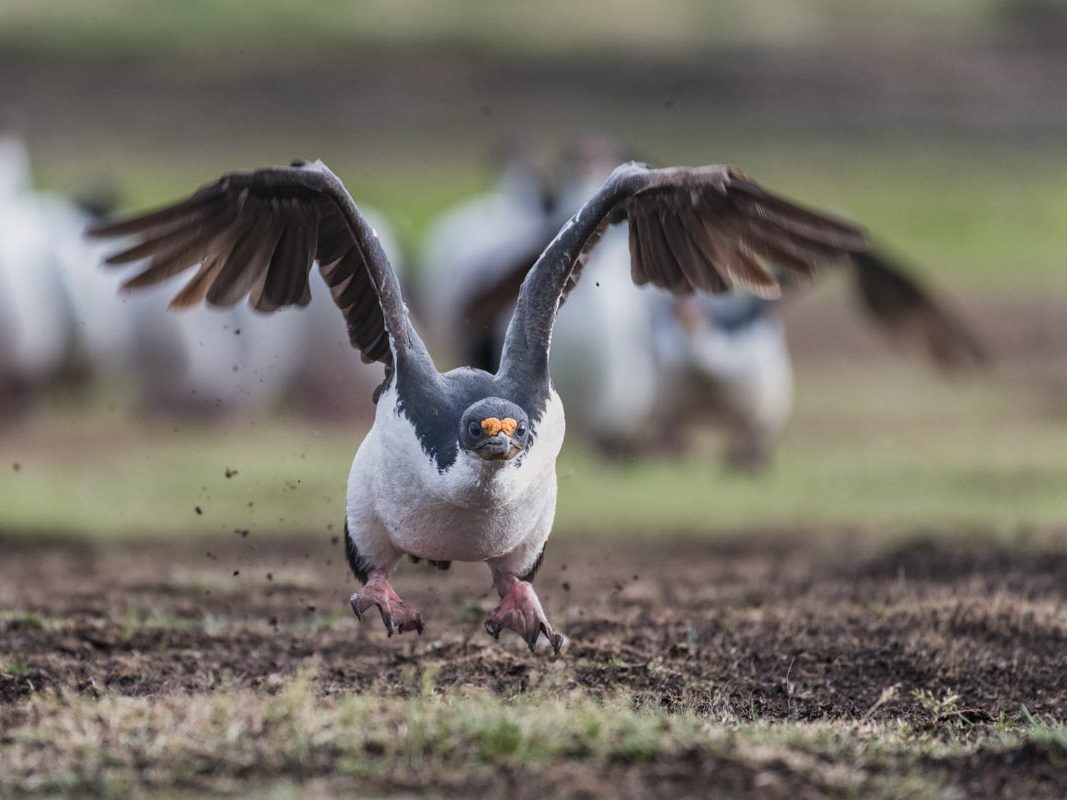 startender Königskormoran