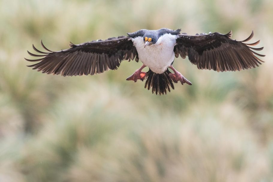 Königskormoran mit Vollbremsung