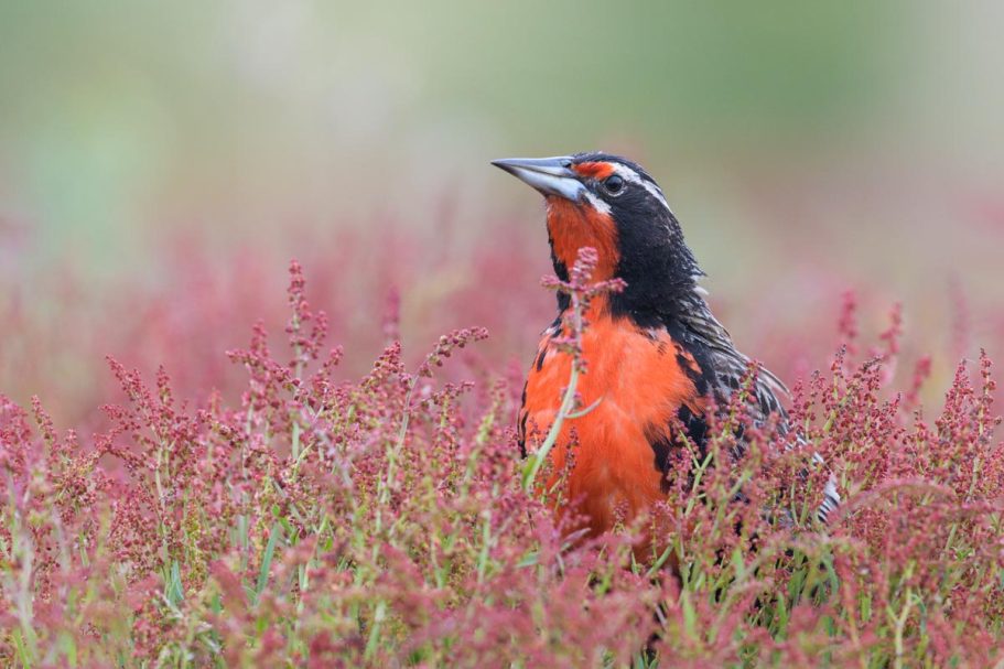 Langschwanzstärling