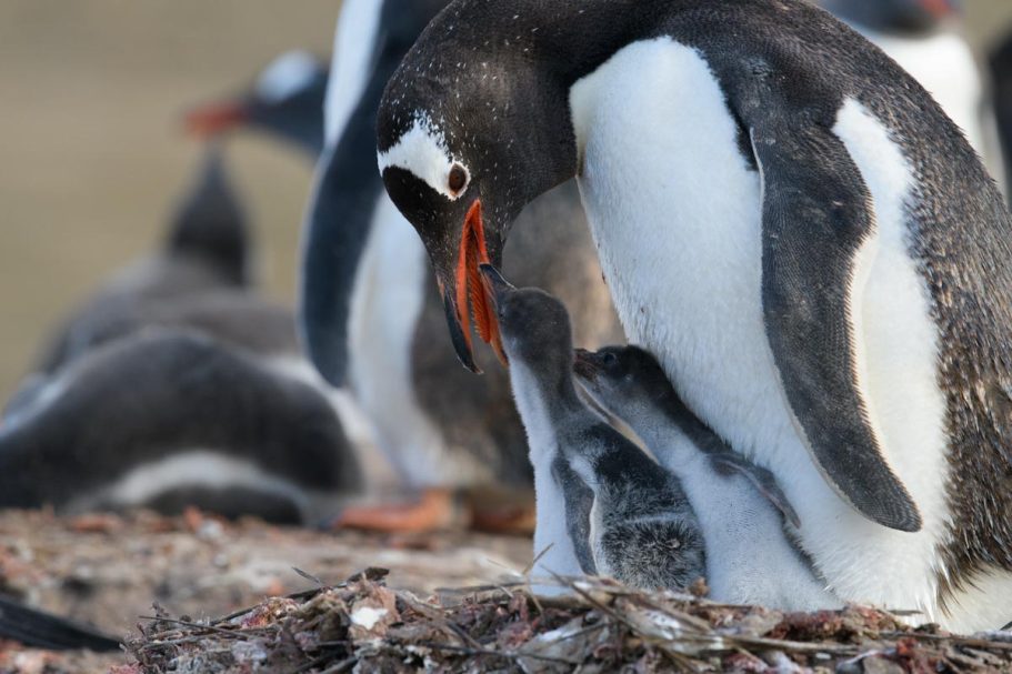 Eselspinguin mit Küken