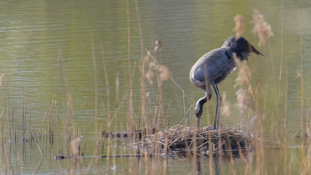 Es geht los - ein Loch im Ei!